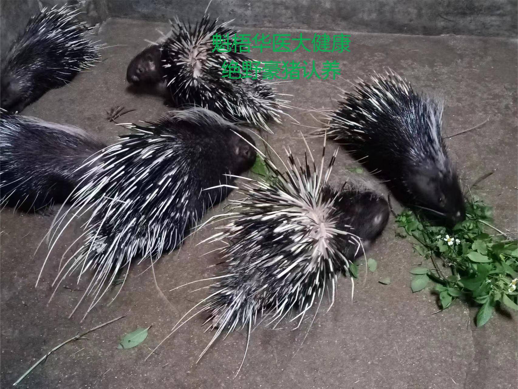 最新豪猪回收商家方法分析(最方便真实的黔东豪猪卖去什么地方方法)